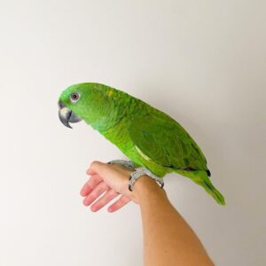 Marbles-Female