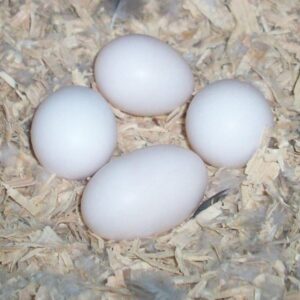 Fertile African Grey Eggs