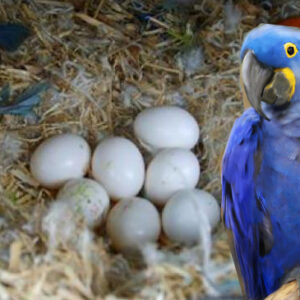 Fertile Hyacinth Macaw eggs