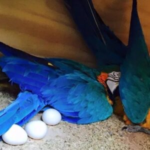 Blue And Gold Macaw Eggs For Sale